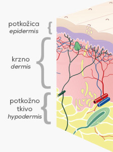 epidermis dermis hipodermis